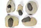 Lot: Assorted Devonian Trilobites - Pieces #119907-1